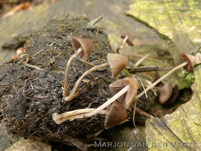 Harige mestfranjehoed - Psathyrella berolinensis